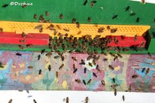 Bienenflug 4.3.2017 Bild 1.jpg