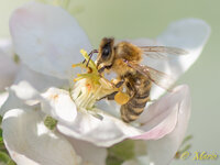 Apfelblüte mit Biene.jpg