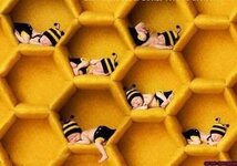 BienenBabys.jpg